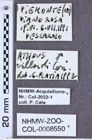 Etiketten zu Athous villardi (NHMW-ZOO-COL-0008550)